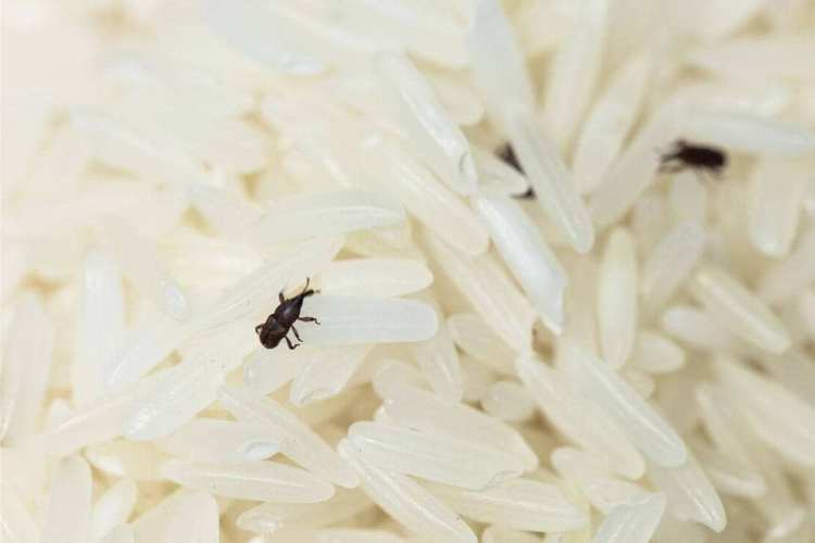 白米有米蟲還可以吃嗎