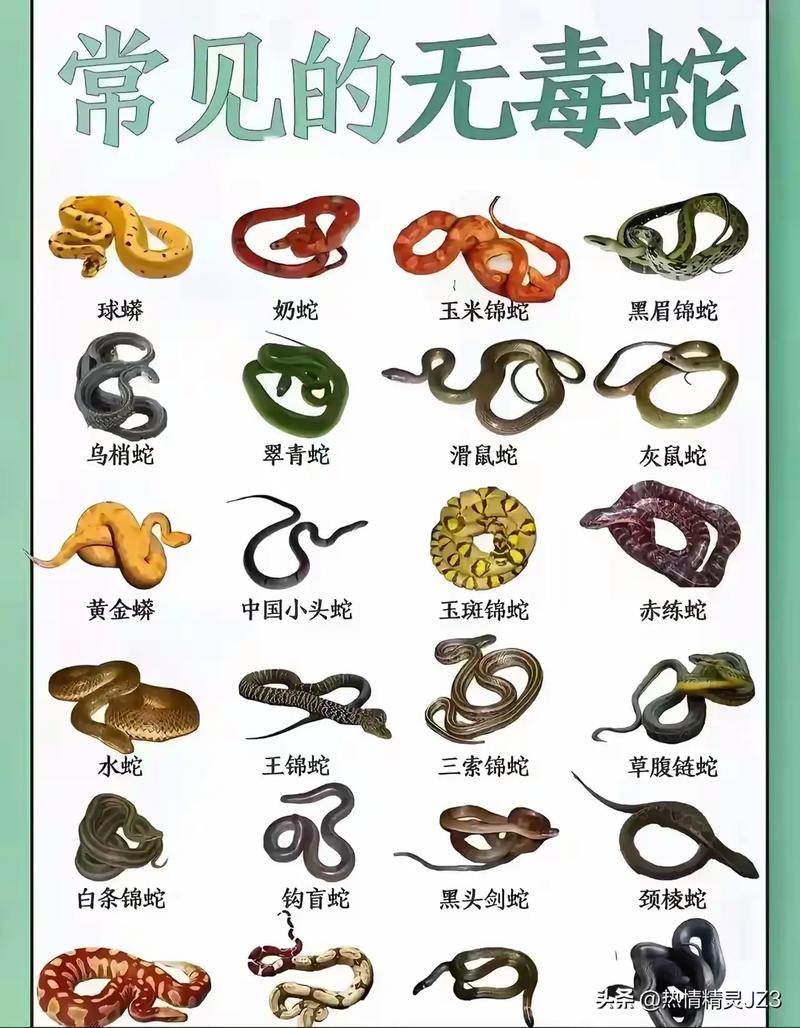 蛇可以多久不吃?深度解析牠們驚人的耐餓能力與背後科學 1 蛇可以多久不吃