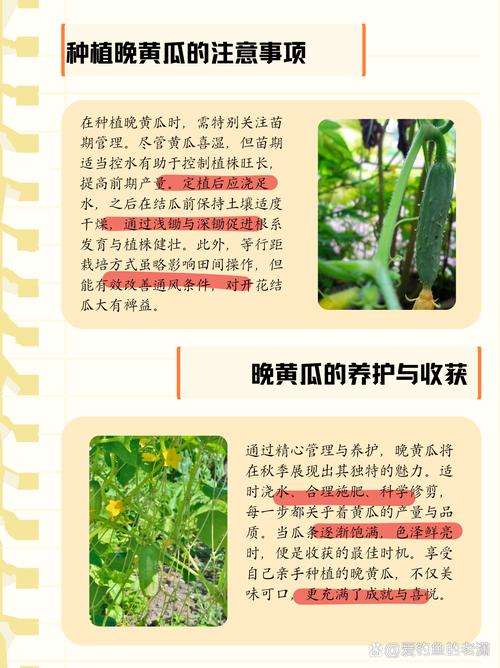 小黃瓜幾月種最好