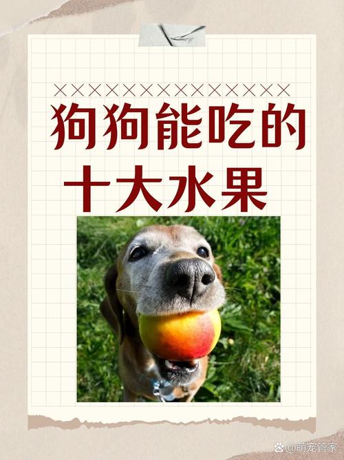 狗可以吃小番茄嗎?關於毛孩飲食的關鍵解析與安全須知 3 狗可以吃小番茄嗎