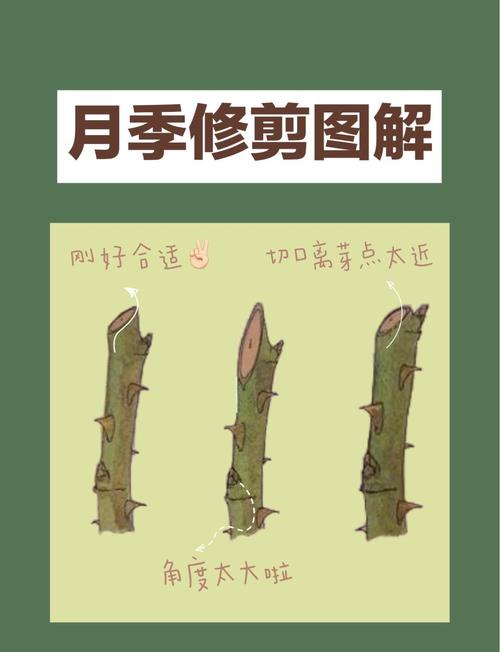 植物什麼時候修剪:掌握最佳時機,讓您的園藝成果更豐盛! 1 植物什麼時候修剪