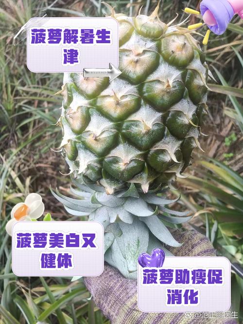 八個月可以吃鳳梨嗎?寶寶副食品餵食鳳梨的時機與注意事項全解析 1 八個月可以吃鳳梨嗎