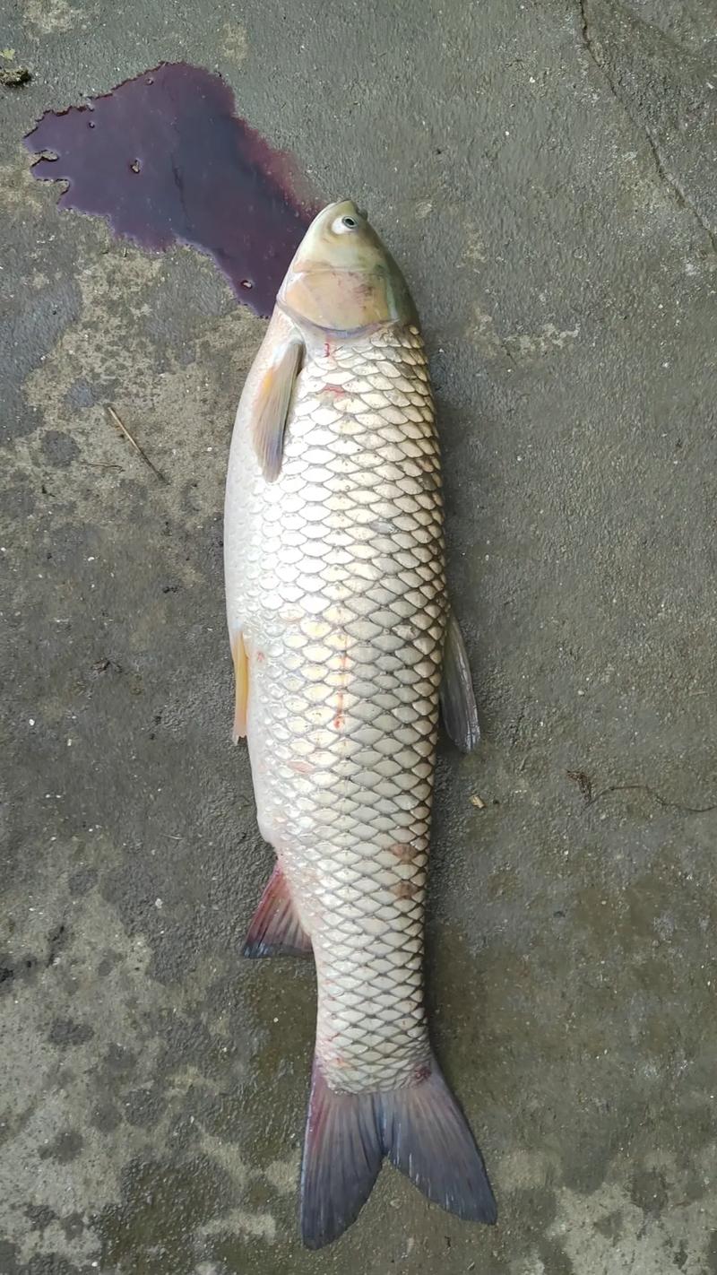 草魚好吃嗎