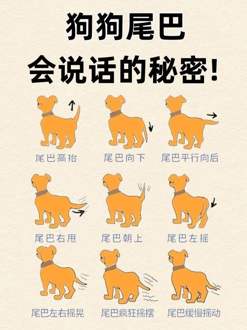 狗的尾巴敏感嗎?深度解析牠們的尾巴感知能力與日常溝通 1 狗的尾巴敏感嗎