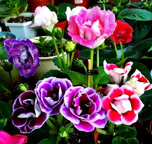 大岩桐如何照顧