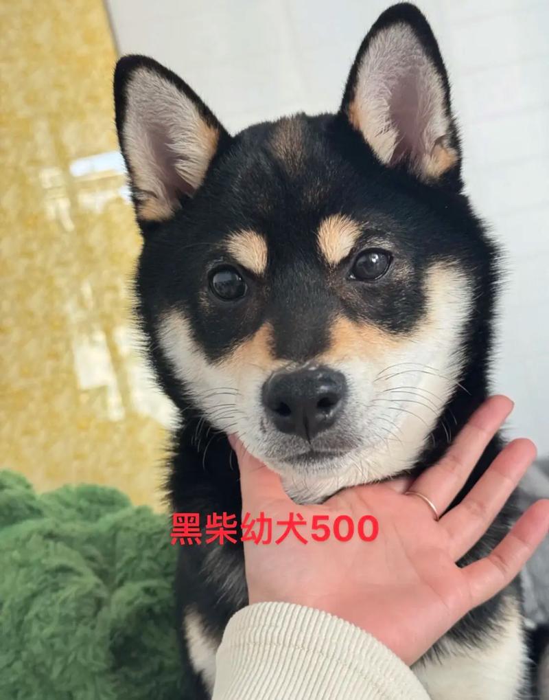 柴犬會怕黑嗎