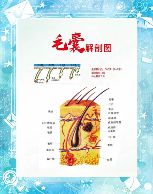 毛囊長在哪一層:深入解析頭皮的奧秘與毛髮生長的關鍵 3 毛囊長在哪一層