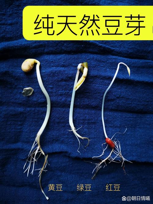 豆芽去頭去尾叫什麼?原來是這樣!還有常見豆芽處理小撇步 3 豆芽去頭去尾叫什麼