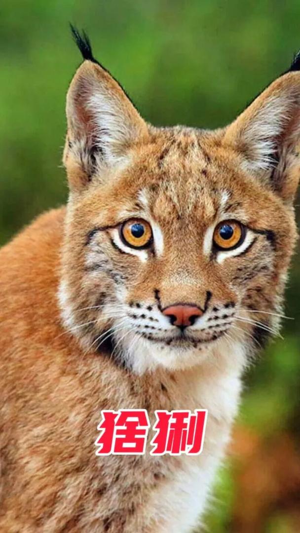 猞猁是貓嗎?探究這種神秘猛獸與家貓的關係 3 猞猁是貓嗎