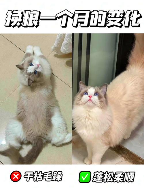 貓咪為什麼有蒜瓣毛
