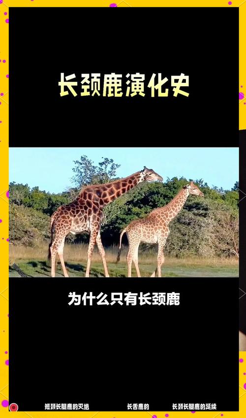 長頸鹿怎麼分公母