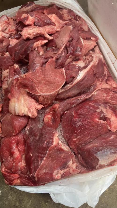 狗可以吃生牛肉嗎?深入解析寵物飲食安全與營養迷思 1 狗可以吃生牛肉嗎