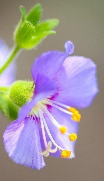 GD手燈是什麼花?一探BIGBANG太陽花與其獨特意義! 3 GD手燈是什麼花
