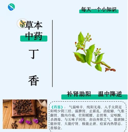 什麼人不能吃丁香