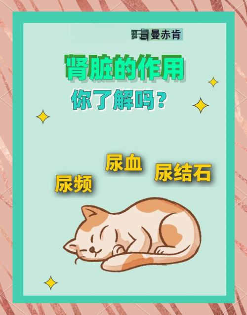 如何避免貓咪腎病:預防、飲食與日常照護的完整指南 3 如何避免貓咪腎病
