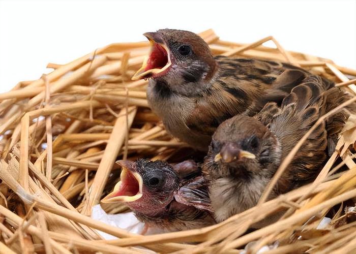 麻雀幼鳥一天餵幾次