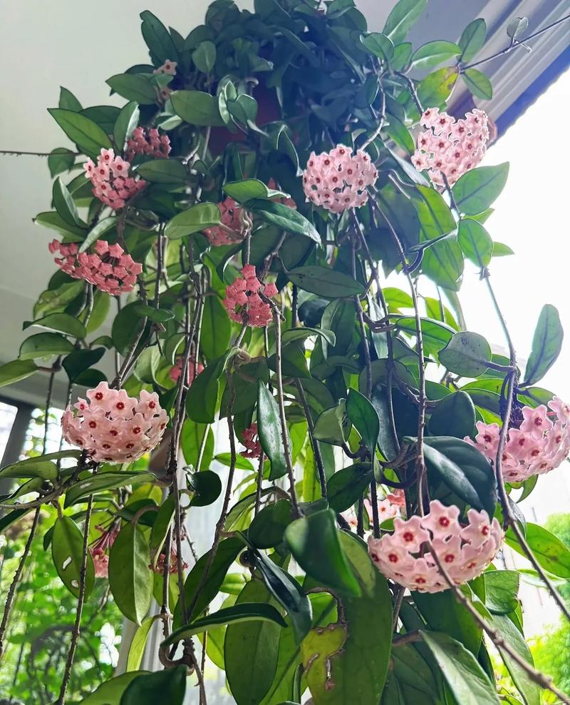 球蘭照顧
