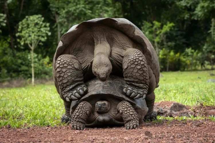 世界上最大的烏龜是什麼龜