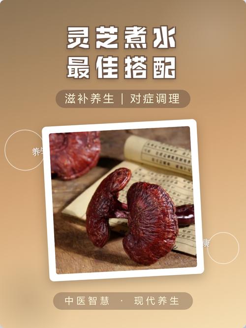 靈芝如何煮