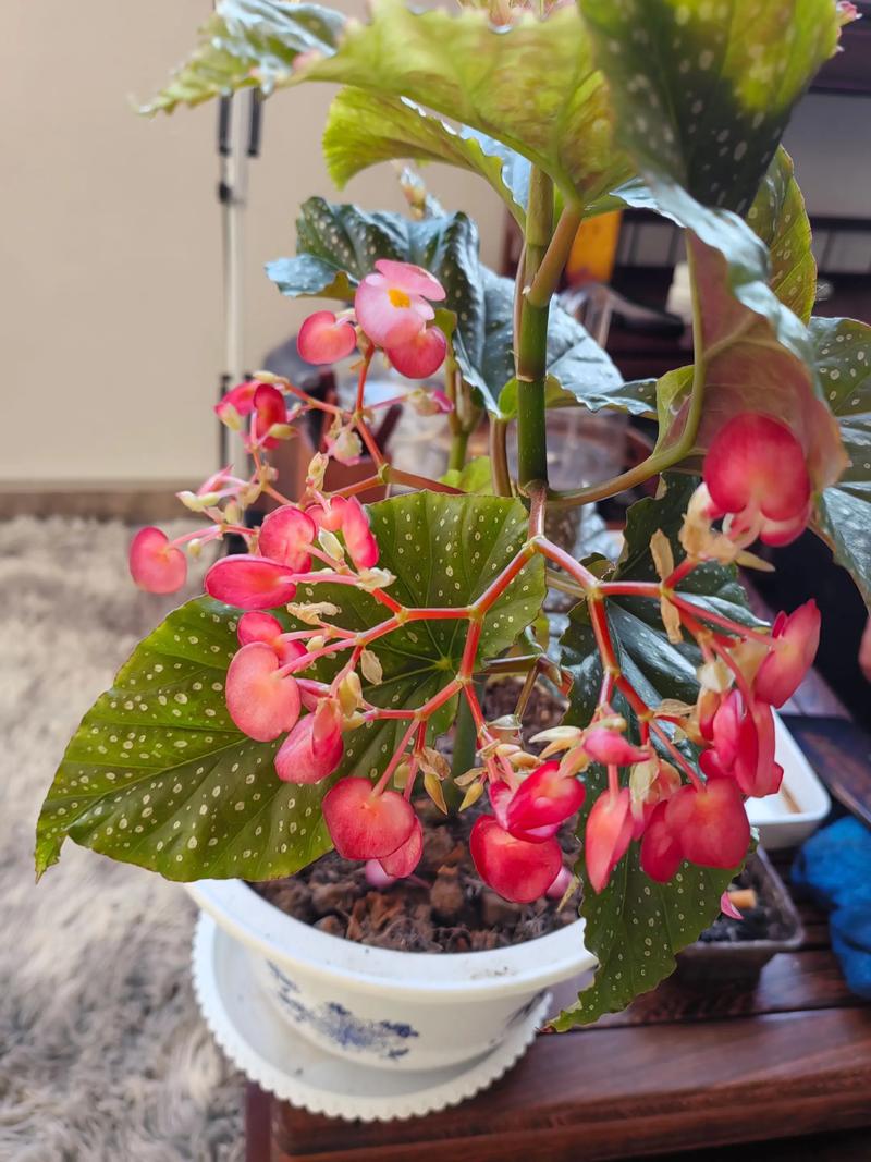 秋海棠的花可以吃嗎?認識這種常見觀賞植物的食用潛力與注意事項 3 秋海棠的花可以吃嗎