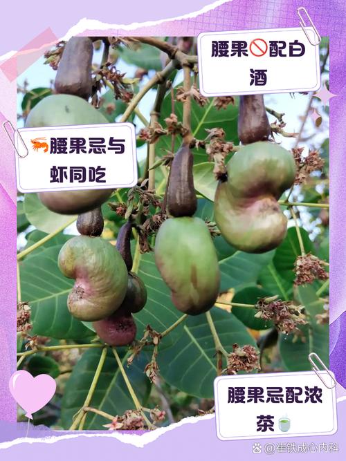 腰果是麩質嗎