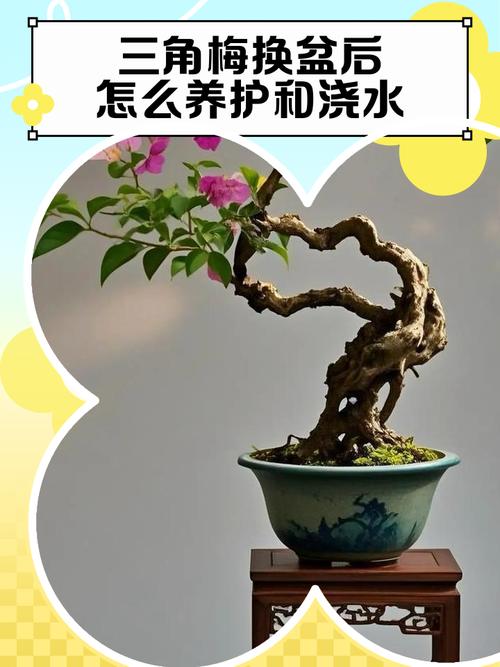 換盆後多久曬太陽