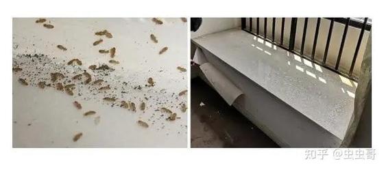 裝潢蟲怎麼清除?全面解析裝潢蛀蟲成因、預防與根治之道 3 裝潢蟲怎麼清除