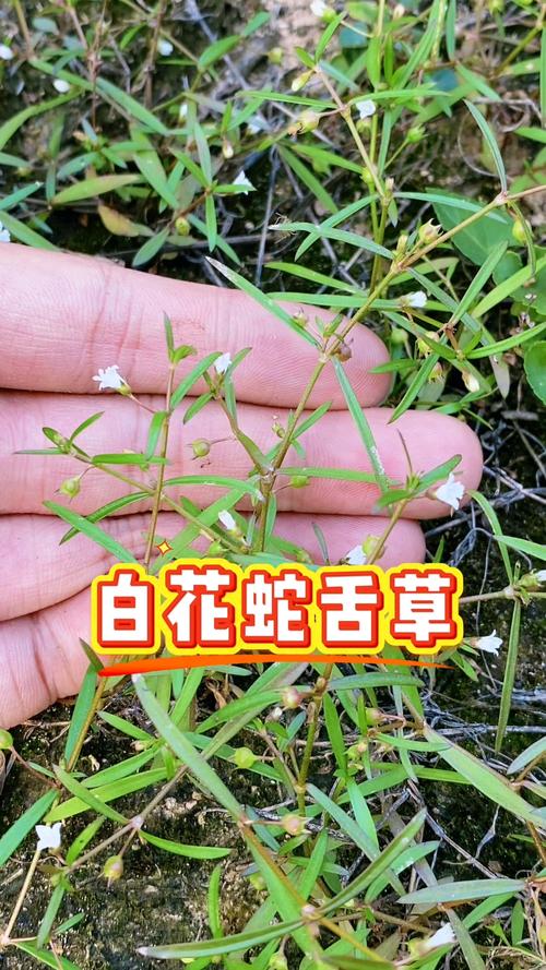 白花蛇舌草有毒嗎