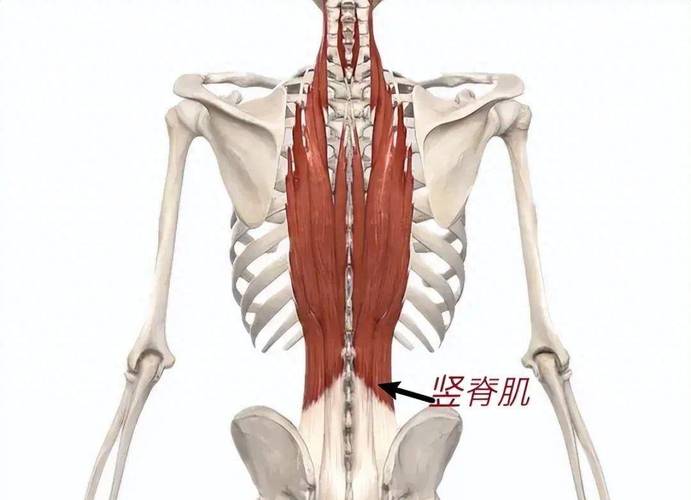 豎脊肌在哪?解鎖你的背部力量核心:位置、功能與日常鍛鍊全攻略 3 豎脊肌在哪