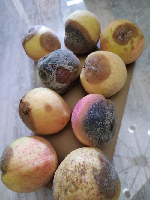 水果壞掉可以吃嗎