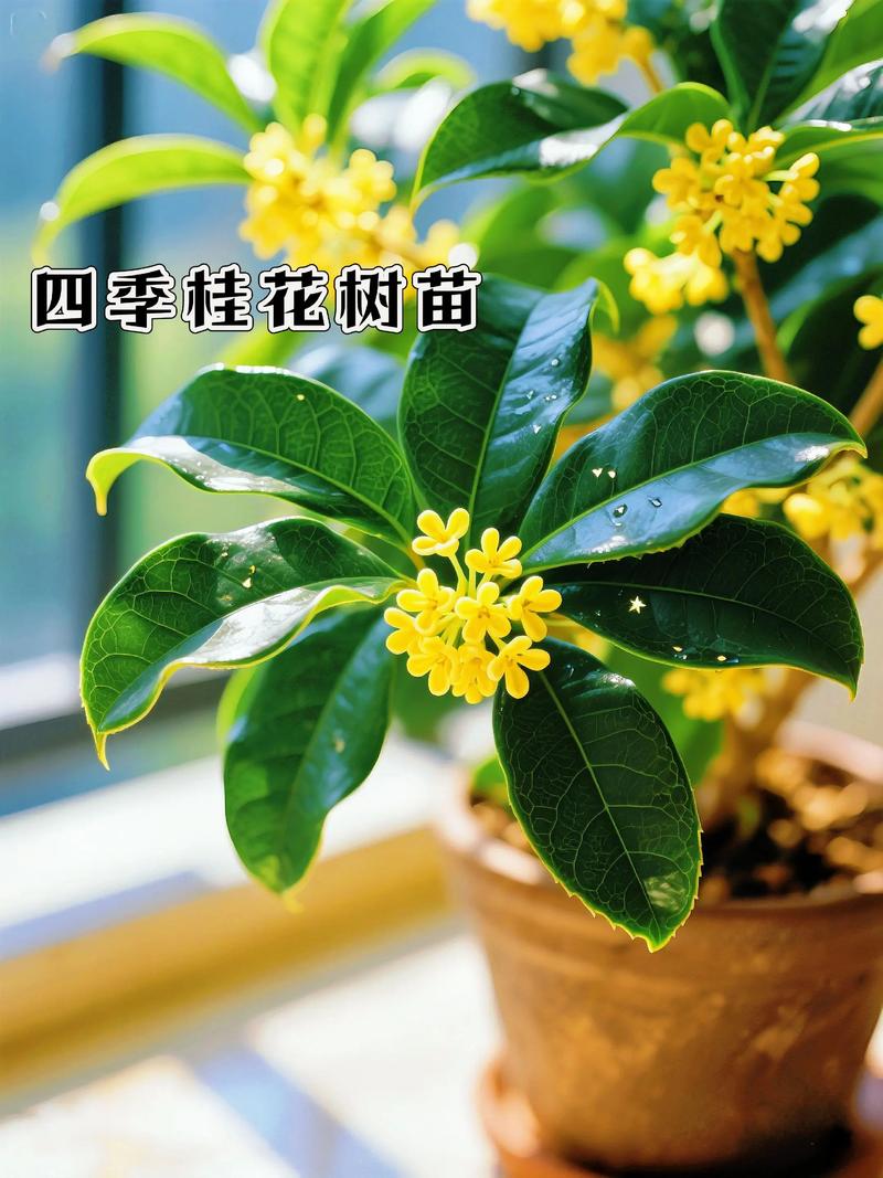 桂花一年開幾次