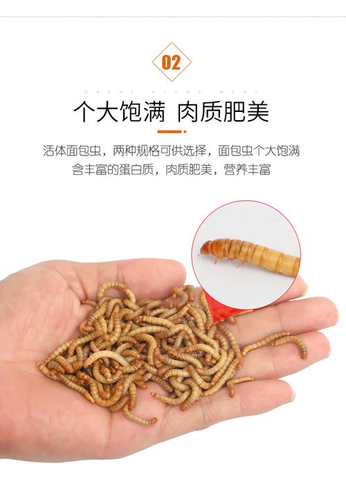 麵包蟲成蟲吃什麼