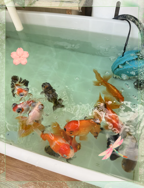 金魚為何翻肚