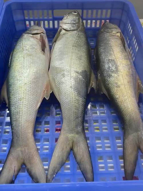 午仔魚好吃嗎