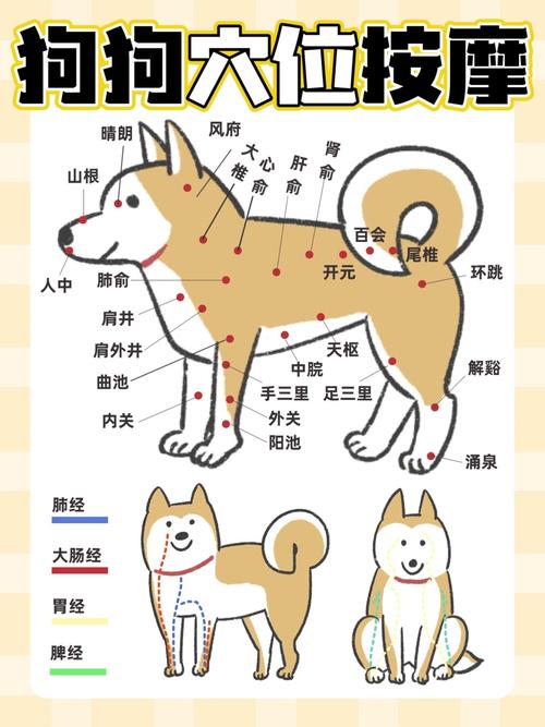 狗狗體溫摸哪裡