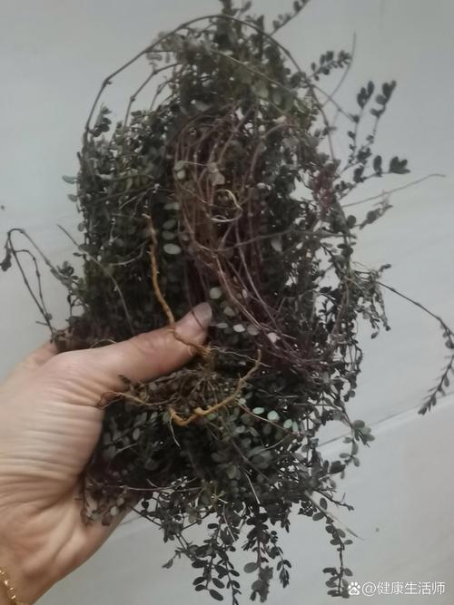 什麼草可以止癢