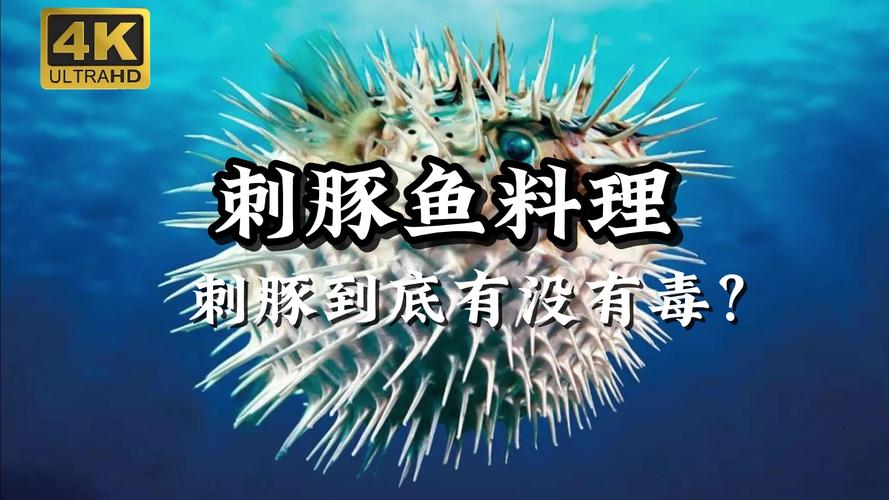刺豚有毒嗎?揭開牠們神秘面紗下的真相與食用風險 1 刺豚有毒嗎