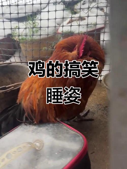 雞要睡覺嗎