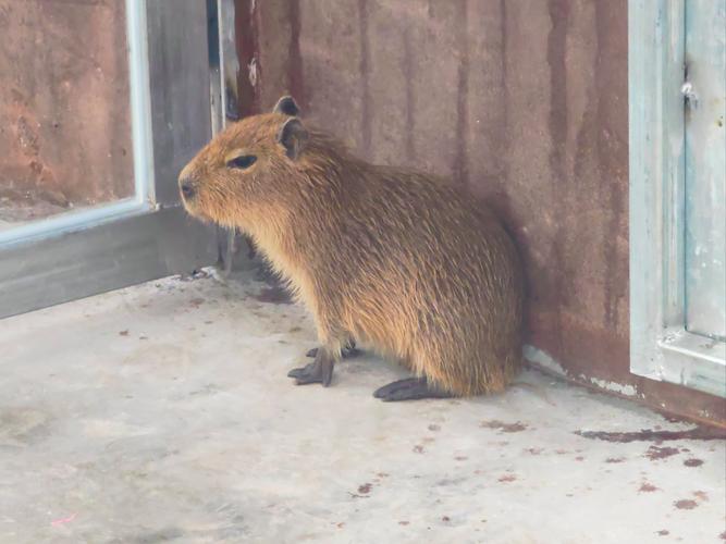 水豚君是卡皮巴拉嗎