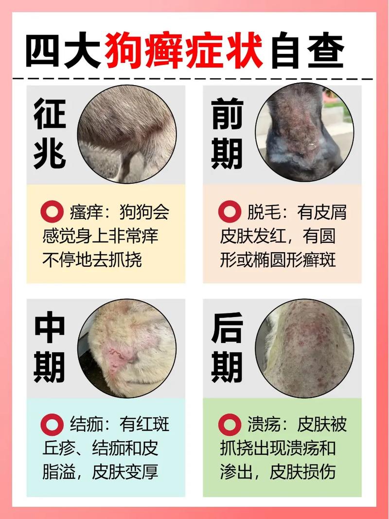 狗狗濕疹如何改善