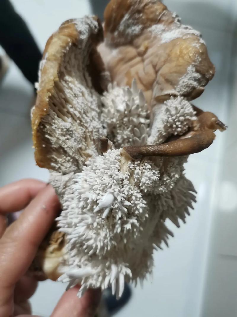 香菇發霉怎麼看