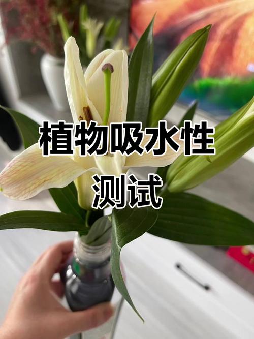 植物體內水分上升的原動力為何