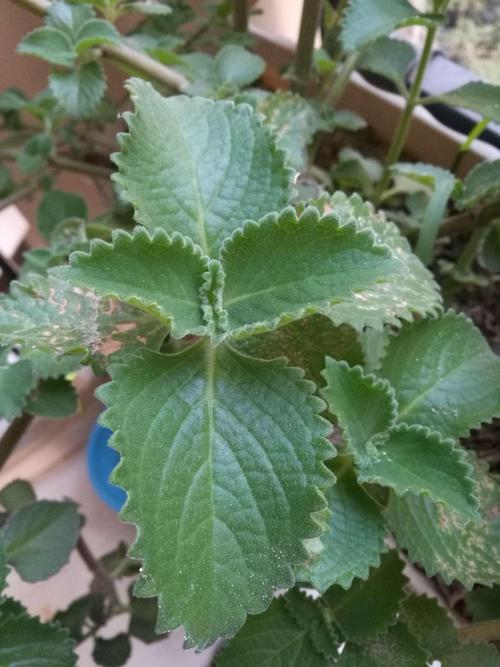 左手香又叫什麼