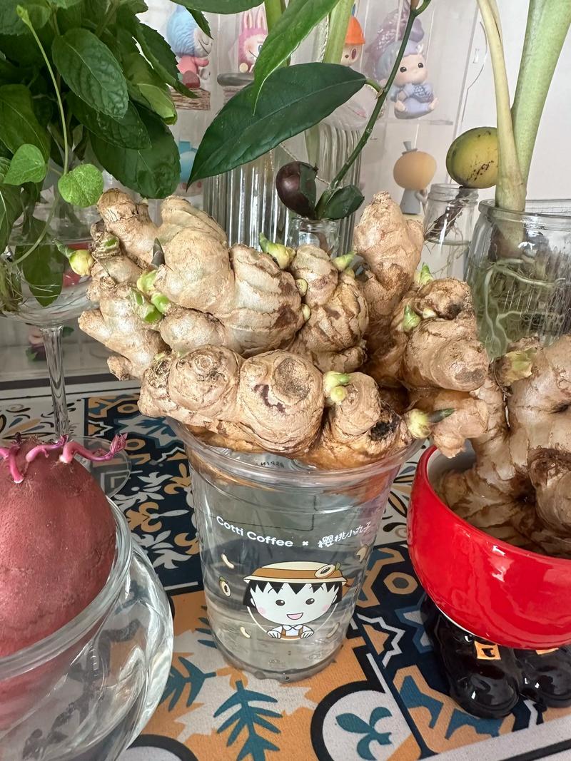 素培根是什麼?讓你一次搞懂這款美味植物肉的真實面貌與特色 1 素培根是什麼