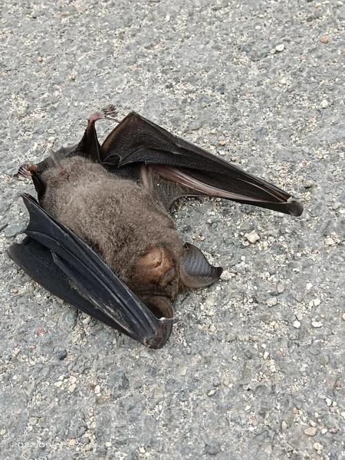 蝙蝠一次生幾隻