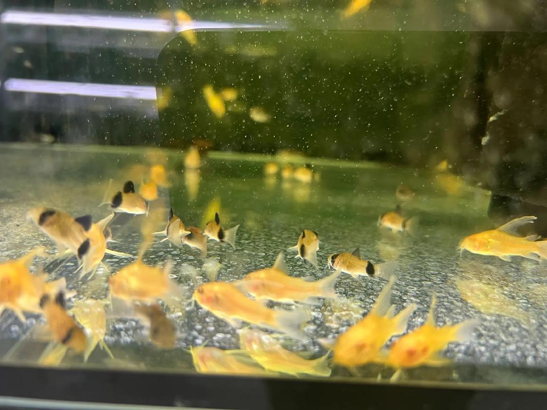 花鼠魚