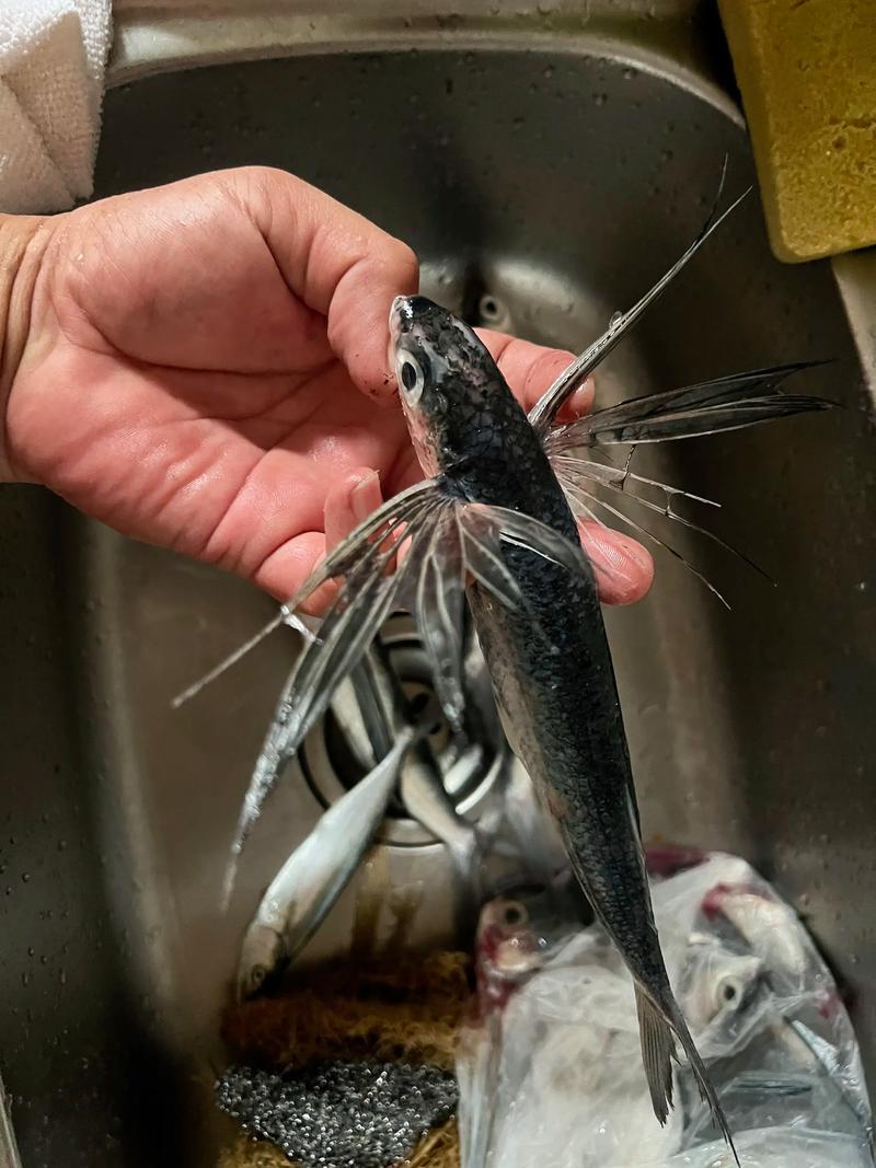 燕魚