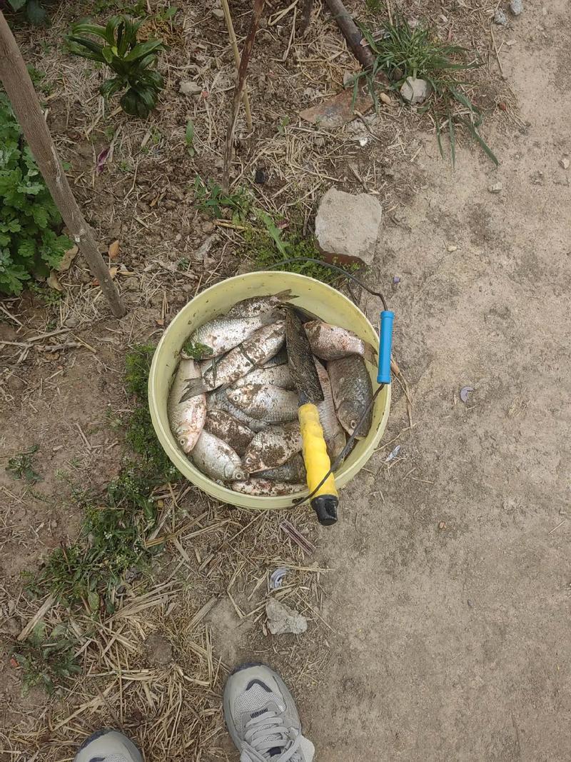 魚死掉丟哪裡