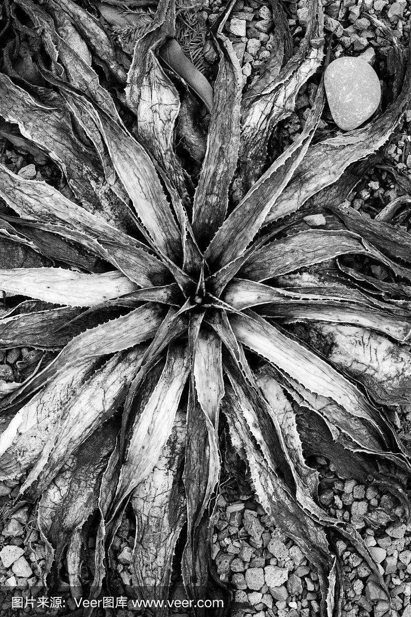 仙人掌會枯死嗎?了解原因與照護秘訣,讓你的多肉植物生命力旺盛! 3 仙人掌會枯死嗎