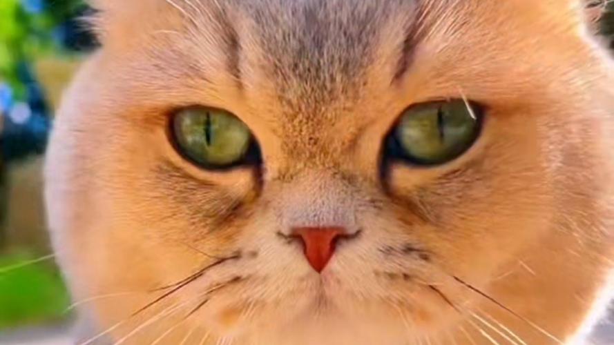 貓咪喜歡人嗎?解密牠們的愛,從肢體語言到行為觀察,全面認識你的毛小孩! 3 貓咪喜歡人嗎